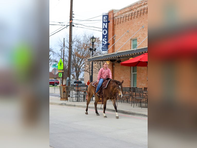 American Quarter Horse Ruin 8 Jaar 142 cm Roodbruin in Forney