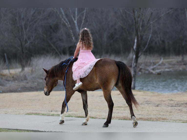 American Quarter Horse Ruin 8 Jaar 142 cm Roodbruin in Forney