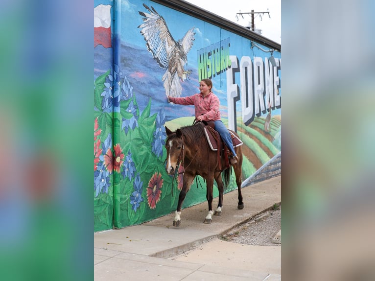 American Quarter Horse Ruin 8 Jaar 142 cm Roodbruin in Forney