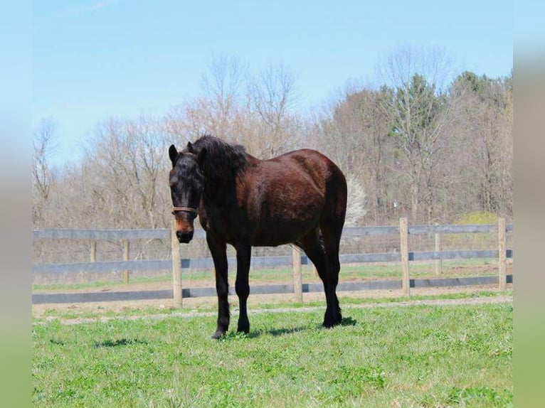 American Quarter Horse Ruin 8 Jaar 142 cm Roodbruin in Howell mi