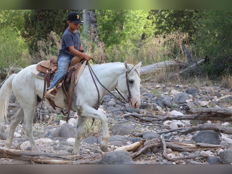 American Quarter Horse Ruin 8 Jaar 142 cm Schimmel in Camp Verde AZ