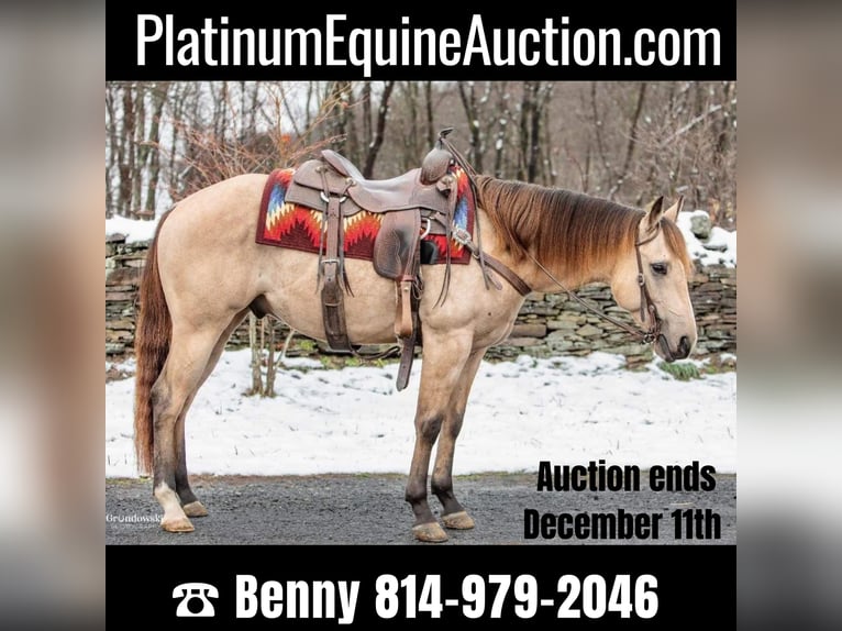 American Quarter Horse Ruin 8 Jaar 145 cm Buckskin in Everette PA