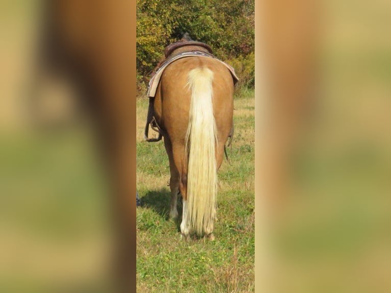 American Quarter Horse Ruin 8 Jaar 145 cm Palomino in Effingham IL