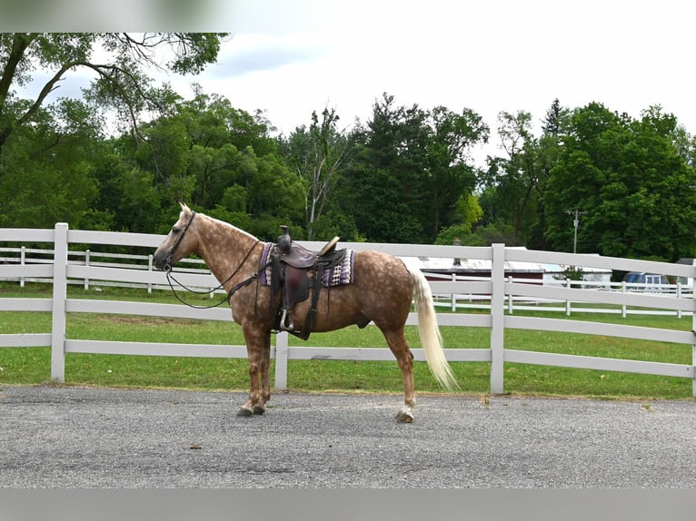 American Quarter Horse Ruin 8 Jaar 145 cm Palomino in Sturgis MI