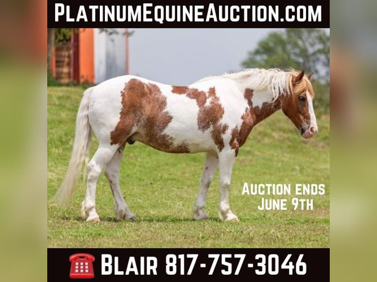 American Quarter Horse Ruin 8 Jaar 145 cm Roan-Red in Weatherford TX