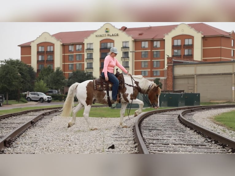 American Quarter Horse Ruin 8 Jaar 145 cm Roan-Red in Weatherford TX