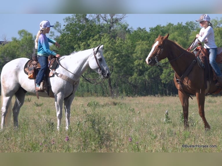 American Quarter Horse Ruin 8 Jaar 145 cm Schimmel in Weatherford TX