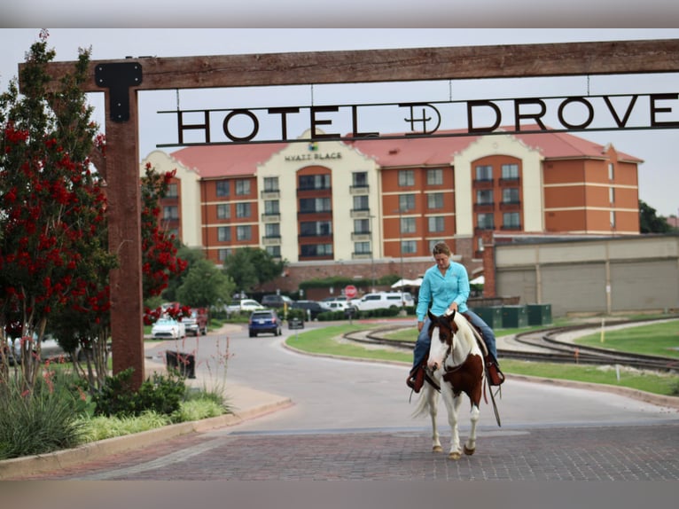 American Quarter Horse Ruin 8 Jaar 145 cm Tobiano-alle-kleuren in Eastland TX