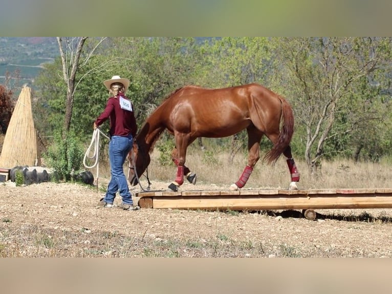 American Quarter Horse Ruin 8 Jaar 145 cm Vos in Capestrano