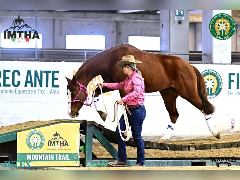 American Quarter Horse Ruin 8 Jaar 145 cm Vos in Capestrano