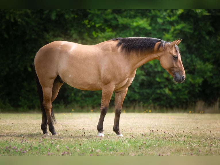 American Quarter Horse Ruin 8 Jaar 146 cm Buckskin in Wirfus