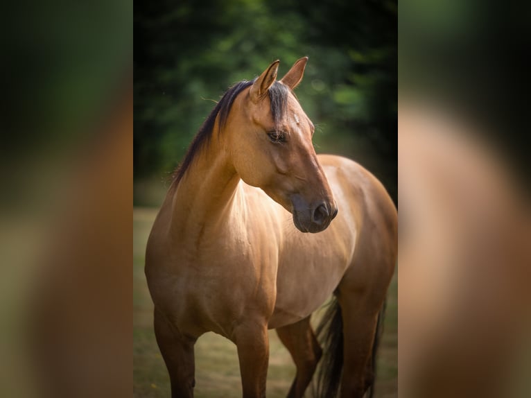 American Quarter Horse Ruin 8 Jaar 146 cm Buckskin in Wirfus
