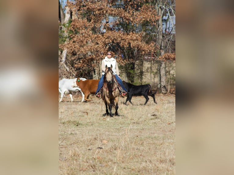 American Quarter Horse Ruin 8 Jaar 147 cm Buckskin in Mt. Hope, AL