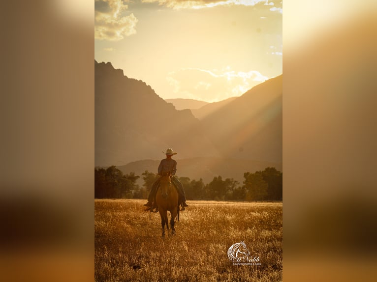 American Quarter Horse Ruin 8 Jaar 147 cm Buckskin in Cody