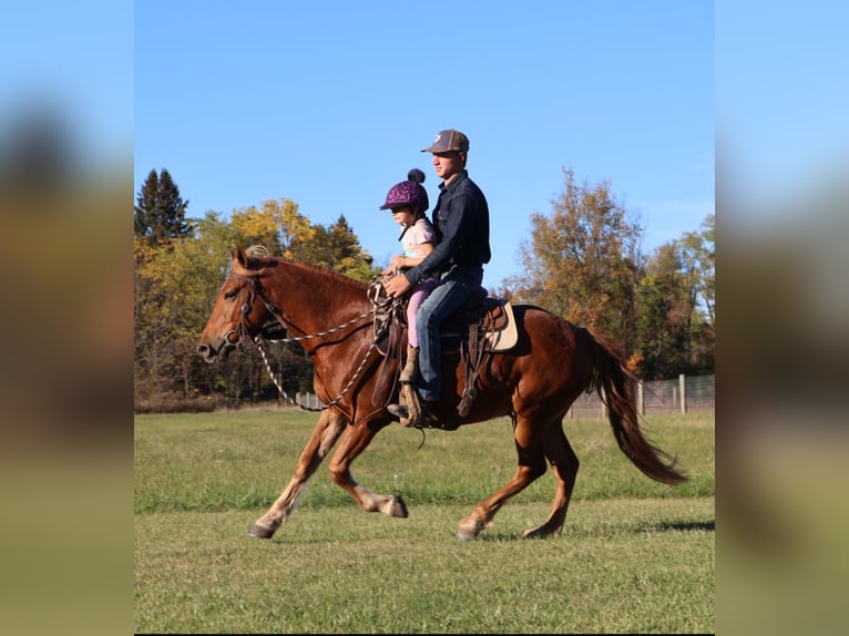 American Quarter Horse Mix Ruin 8 Jaar 147 cm Donkere-vos in Howell