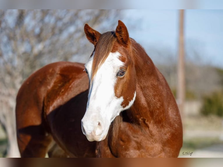 American Quarter Horse Ruin 8 Jaar 147 cm Donkere-vos in SAVOY, TX