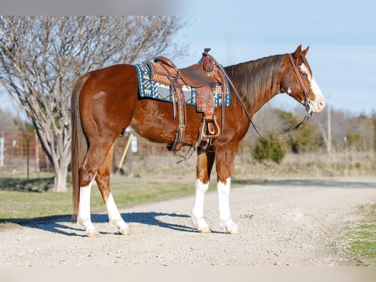 American Quarter Horse Ruin 8 Jaar 147 cm Donkere-vos in SAVOY, TX