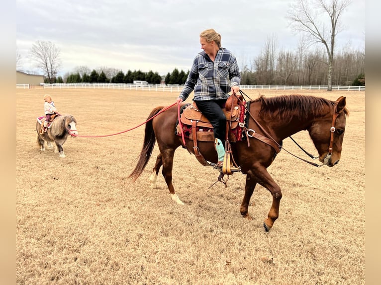 American Quarter Horse Ruin 8 Jaar 147 cm Donkere-vos in Rossville TN