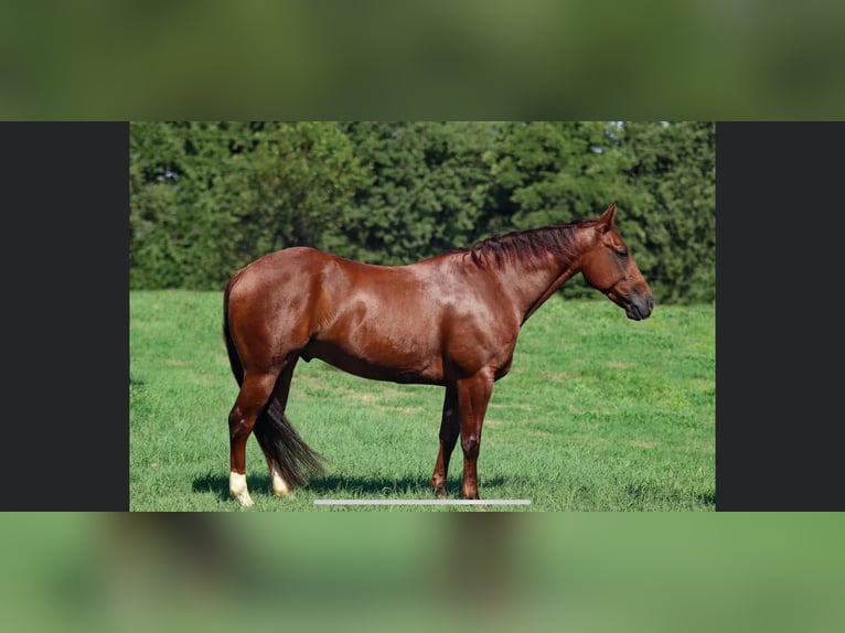 American Quarter Horse Ruin 8 Jaar 147 cm Donkere-vos in Rossville TN