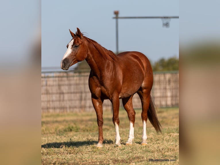 American Quarter Horse Ruin 8 Jaar 147 cm Donkere-vos in Weatherford TX