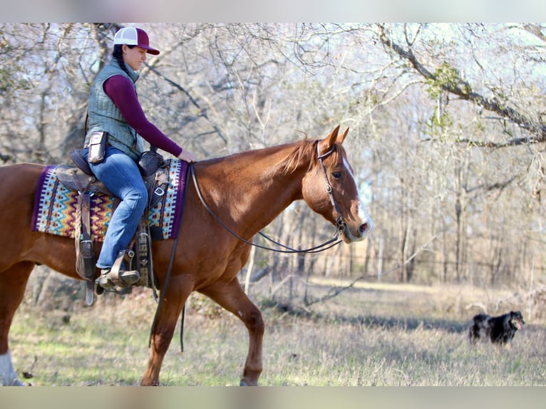 American Quarter Horse Ruin 8 Jaar 147 cm Donkere-vos in Athens