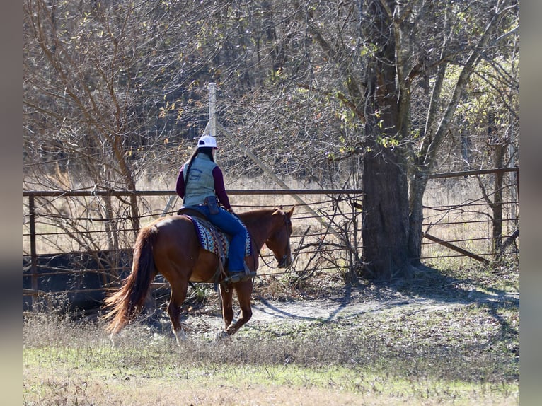 American Quarter Horse Ruin 8 Jaar 147 cm Donkere-vos in Athens