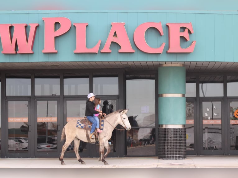 American Quarter Horse Ruin 8 Jaar 147 cm Falbe in Charleston IL