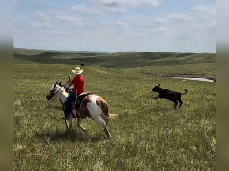 American Quarter Horse Ruin 8 Jaar 147 cm Gevlekt-paard in Elkhart