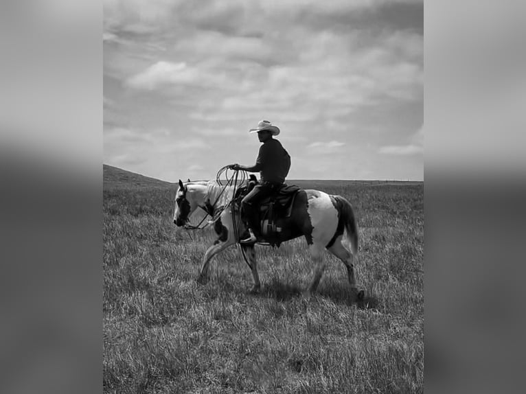 American Quarter Horse Ruin 8 Jaar 147 cm Gevlekt-paard in Elkhart