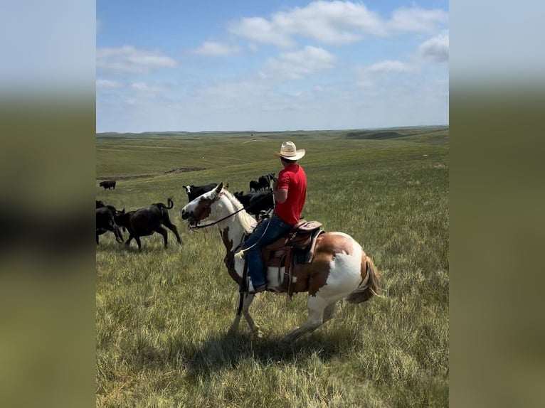 American Quarter Horse Ruin 8 Jaar 147 cm Gevlekt-paard in Elkhart