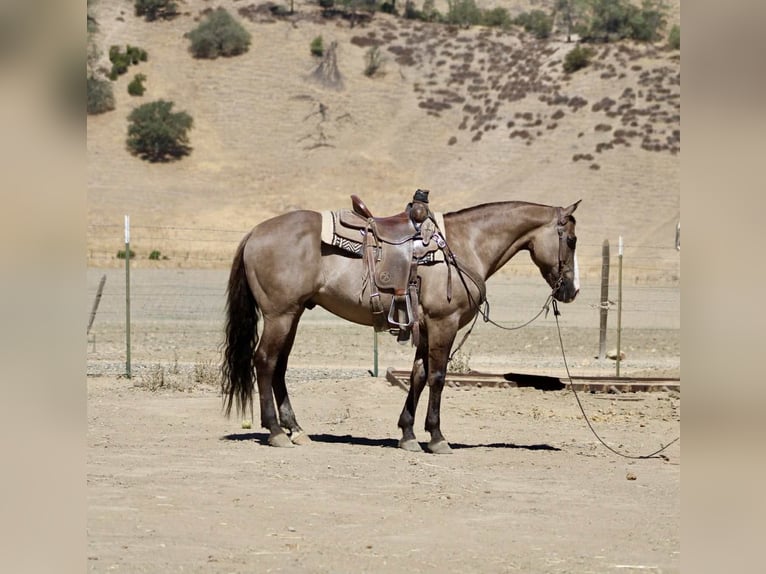 American Quarter Horse Ruin 8 Jaar 147 cm Grullo in Paicines CA