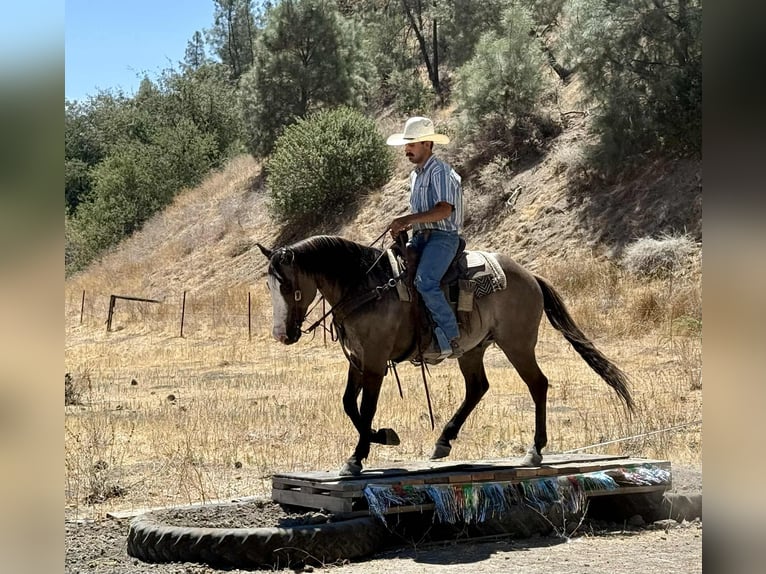 American Quarter Horse Ruin 8 Jaar 147 cm Grullo in Paicines CA