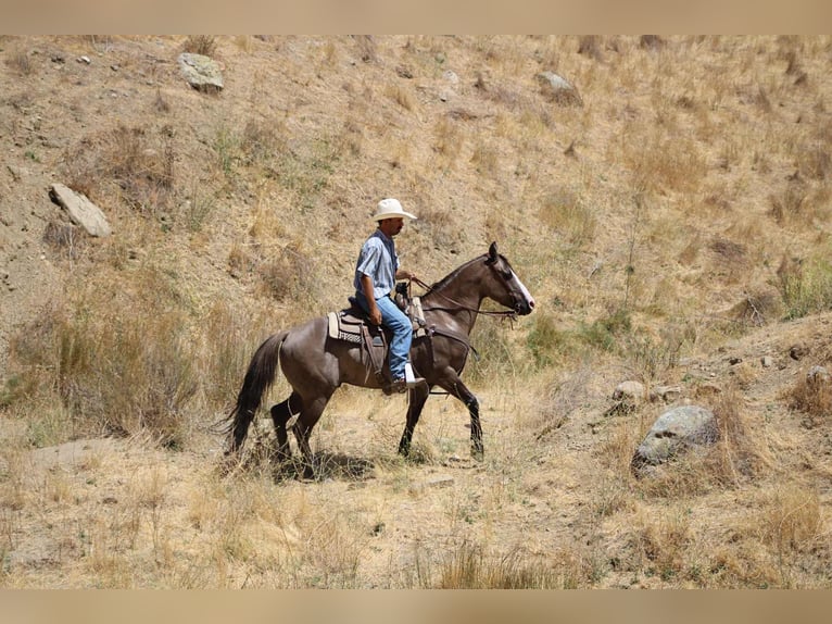 American Quarter Horse Ruin 8 Jaar 147 cm Grullo in Paicines CA