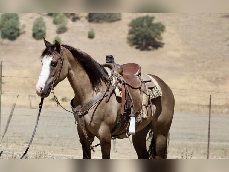 American Quarter Horse Ruin 8 Jaar 147 cm Grullo in Paicines CA