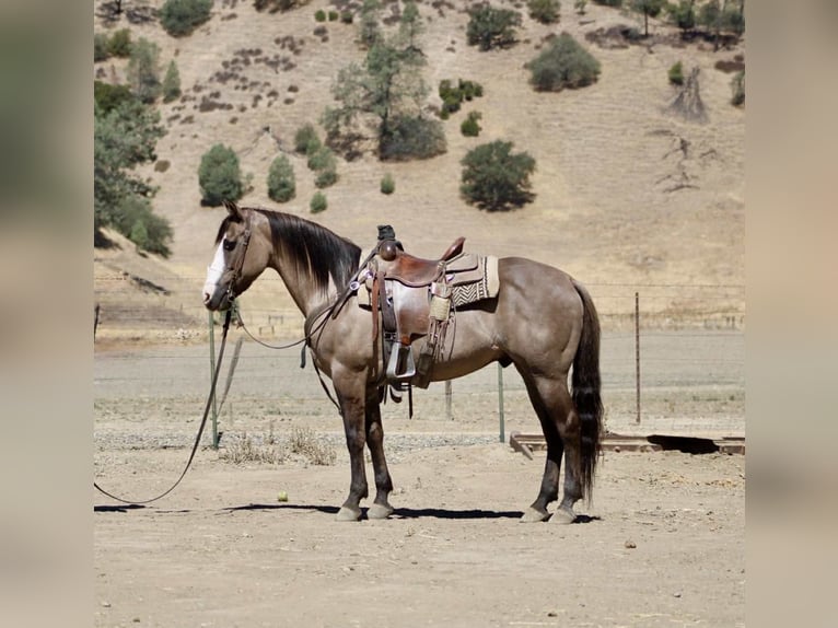 American Quarter Horse Ruin 8 Jaar 147 cm Grullo in Paicines CA