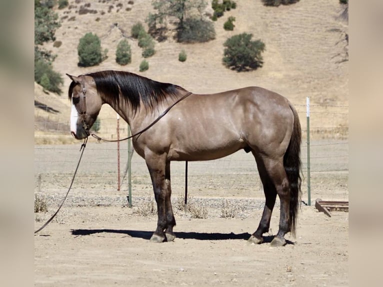 American Quarter Horse Ruin 8 Jaar 147 cm Grullo in Paicines CA