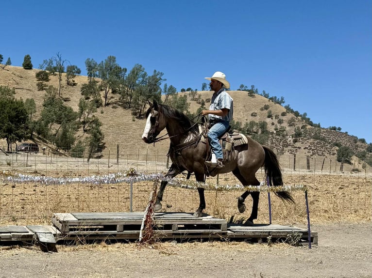 American Quarter Horse Ruin 8 Jaar 147 cm Grullo in Paicines CA