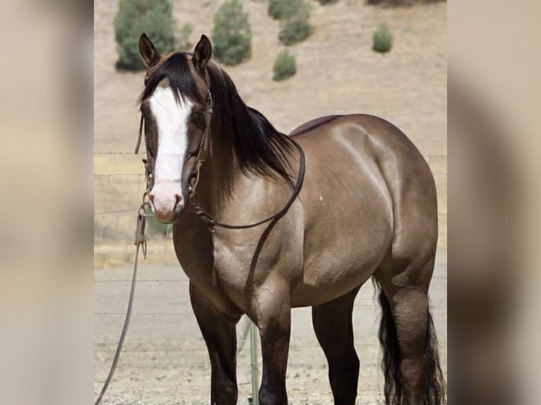 American Quarter Horse Ruin 8 Jaar 147 cm Grullo in Paicines CA