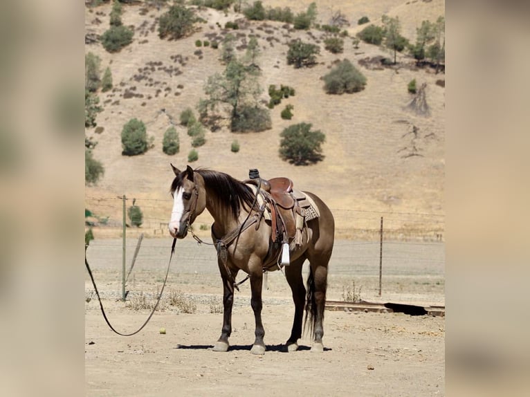 American Quarter Horse Ruin 8 Jaar 147 cm Grullo in Paicines CA