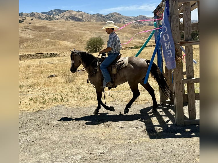 American Quarter Horse Ruin 8 Jaar 147 cm Grullo in Paicines CA