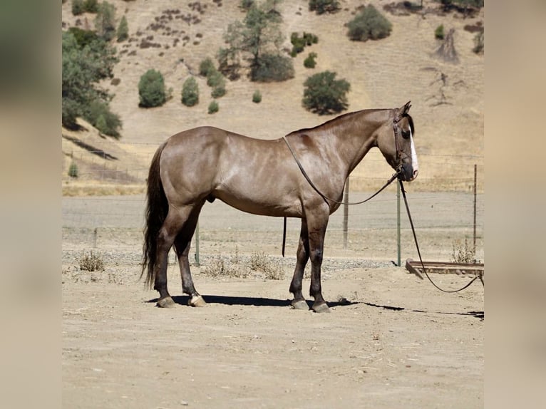 American Quarter Horse Ruin 8 Jaar 147 cm Grullo in Paicines CA
