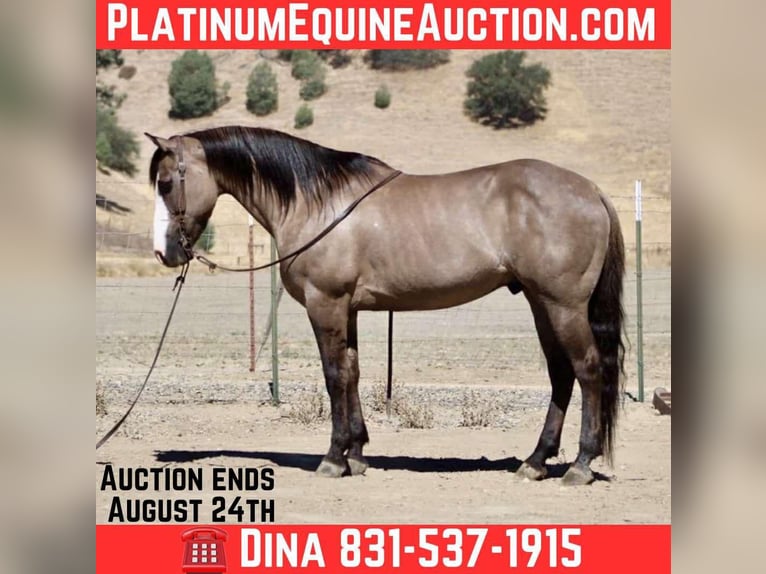 American Quarter Horse Ruin 8 Jaar 147 cm Grullo in Paicines CA