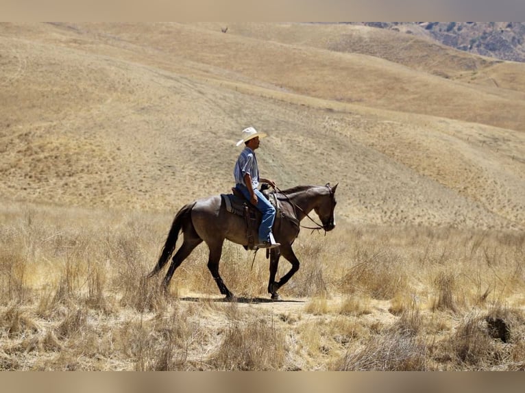 American Quarter Horse Ruin 8 Jaar 147 cm Grullo in Paicines CA