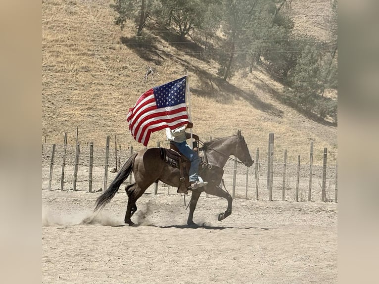 American Quarter Horse Ruin 8 Jaar 147 cm Grullo in Paicines CA