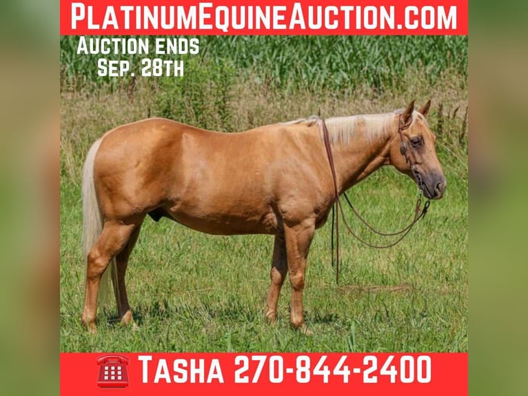 American Quarter Horse Ruin 8 Jaar 147 cm Palomino in Henderson KY