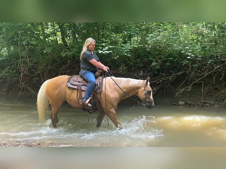 American Quarter Horse Ruin 8 Jaar 147 cm Palomino in Henderson KY