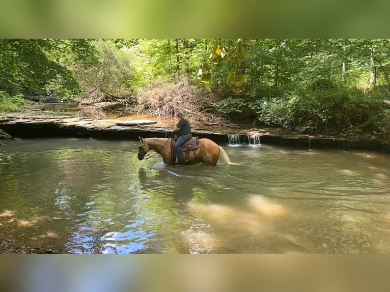 American Quarter Horse Ruin 8 Jaar 147 cm Palomino in Henderson KY