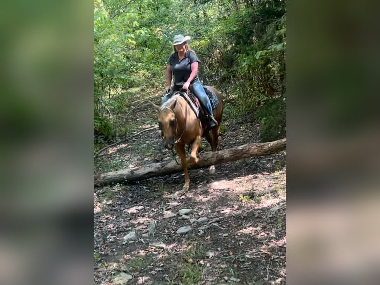 American Quarter Horse Ruin 8 Jaar 147 cm Palomino in Henderson KY
