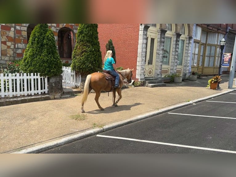American Quarter Horse Ruin 8 Jaar 147 cm Palomino in Henderson KY