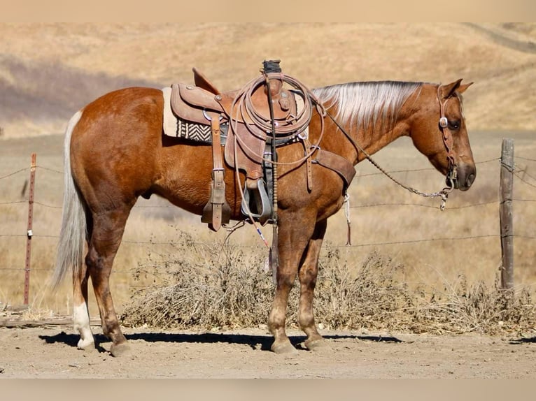 American Quarter Horse Ruin 8 Jaar 147 cm Palomino in Paicines CA